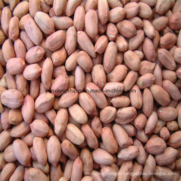 New Crop Peanut Kernel Best Price